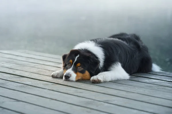 Pes leží na dřevěném mostě u jezera. Tricolor australský ovčák — Stock fotografie