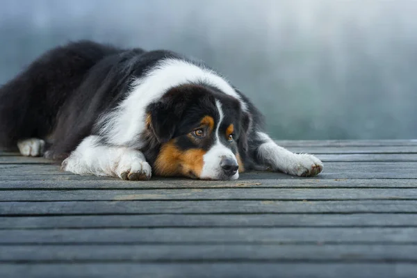 The dog lies on a wooden bridge on the lake. Tricolor australian shepherd — Stock Photo, Image