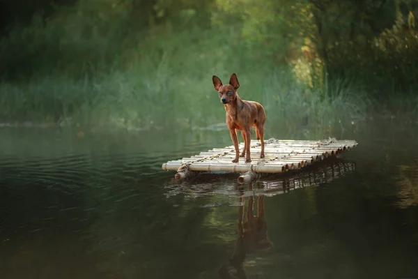 在湖上的木筏上的狗 — 图库照片