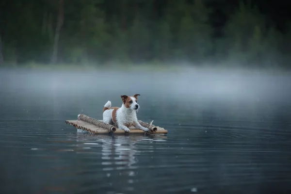 湖のいかだの上の犬は — ストック写真