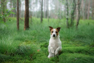 Köpek ormanda yosunların üzerinde yatıyor. Jack Russell Terrier doğada