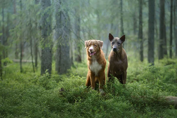 Δύο σκυλιά στο δάσος. Σχέσεις μεταξύ Ταϊλάνδης Ridgeback και Nova Scotia Duck Tolling Retriever — Φωτογραφία Αρχείου