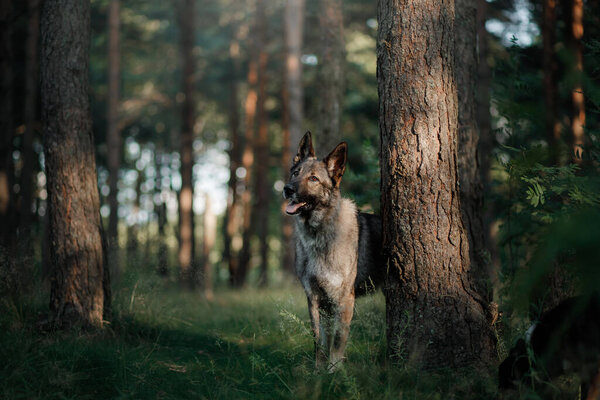 Dog in nature. shepherd dog in a fir forest