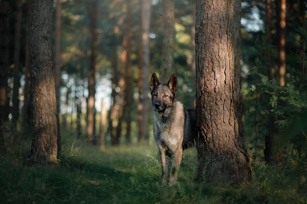 Hund in der Natur. Schäferhund im Wald — Stockfoto