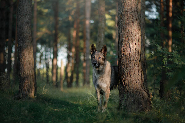 Dog in nature. shepherd dog in a fir forest
