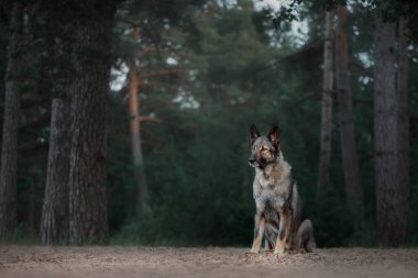 Doğadaki köpek. Ormanda çoban köpeği