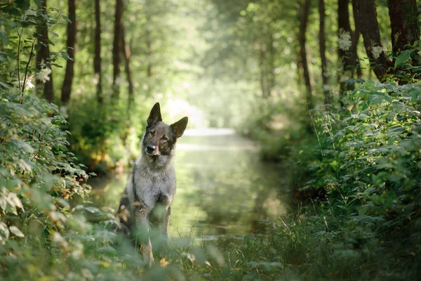 Cane in natura. cane pastore nella foresta — Foto Stock