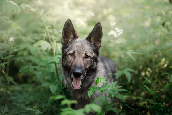 Perro en la naturaleza. perro pastor en el bosque —  Fotos de Stock