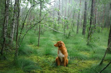 Köpek ormanda yosunların üzerinde yatıyor. Kırmızı Nova Scotia Duck Tolling Retriever