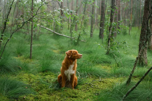Hund liegt auf Moos im Wald. Roter Nova Scotia Duck Tolling Retriever in der Natur — Stockfoto