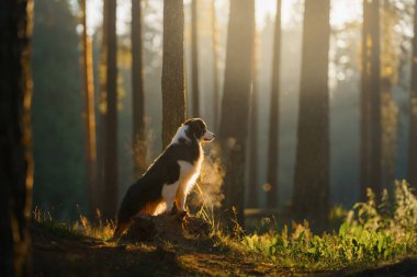 Ormandaki güneş ışınlarındaki köpek. Doğada Avustralya çobanı