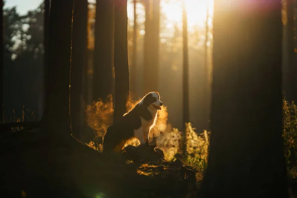 Perro en el bosque en los rayos de sol. Pastor australiano en la naturaleza —  Fotos de Stock