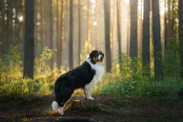 Pies w lesie w promieniach słońca. Owczarek australijski w przyrodzie — Zdjęcie stockowe