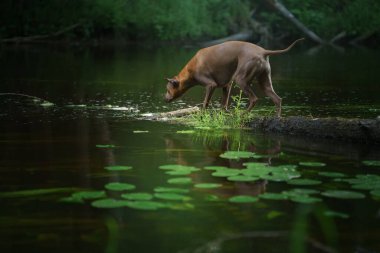 Ormandaki köpek. Kızıl saçlı Tayland sırtlı doğada.