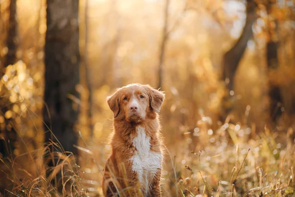 公园里穿着黄色树叶的狗。新斯科舍省寻回秋天公园散步的机会 — 图库照片