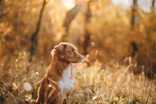 Perro en hojas amarillas en el parque. Nova Scotia recuperador para un paseo en el parque de otoño —  Fotos de Stock