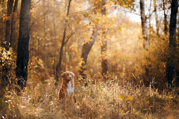 Parktaki sarı yapraklı köpek. Nova Scotia Retriever sonbahar parkında yürüyüşe çıktı. — Stok fotoğraf