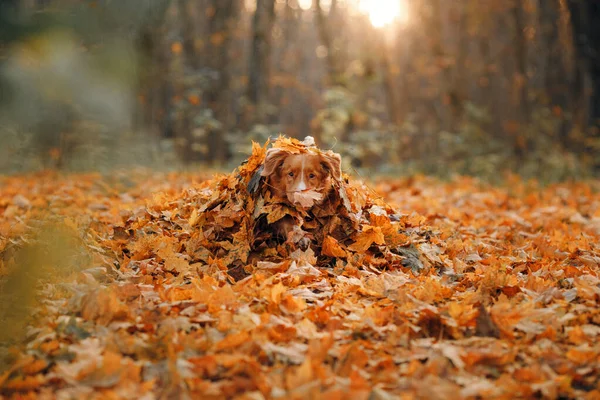 Hond in gele bladeren in het park. Nova Scotia retriever voor een wandeling in het herfstpark — Stockfoto