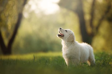 Golden Retriever köpeği çimlerin üzerinde. Köpek parkta yürüyor.