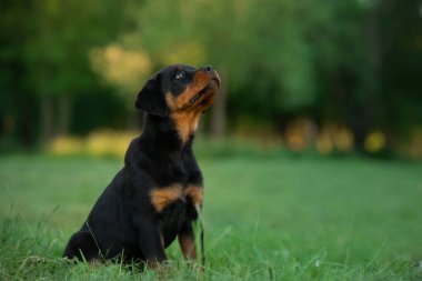 Doğada Rottweiler köpeği. Çimlerin üzerinde bir yavru köpek portresi.