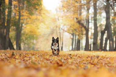Doğadaki yaprakların içindeki köpek. Parkta Sınır Çobanı