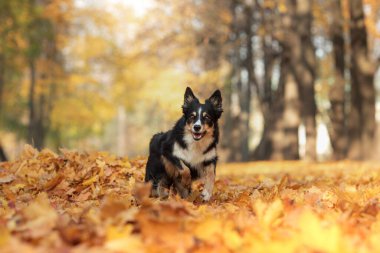Doğadaki yaprakların içindeki köpek. Parkta Sınır Çobanı