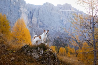 Dağlardaki köpek. Jack Russell Terrier gün batımında kayaların zirvesinde. - Evet. Evcil bir hayvanla yürüyüş.