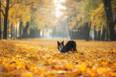 Doğadaki yaprakların içindeki köpek. Parkta Sınır Çobanı