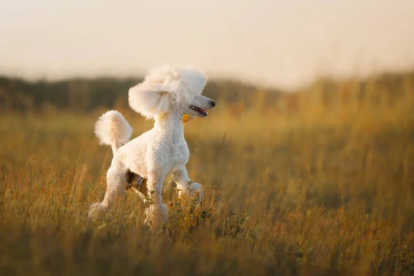 Liten vit pudel på gräset. — Stockfoto