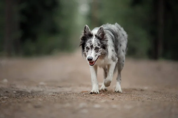 Perro en el bosque. borde de mármol collie en la naturaleza —  Fotos de Stock