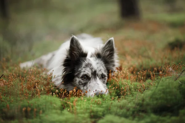 Hund i skogen. Marmor gränsen collie i naturen — Stockfoto