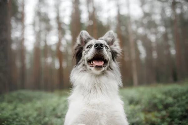 Hond in het bos. marmeren rand collie in de natuur — Stockfoto