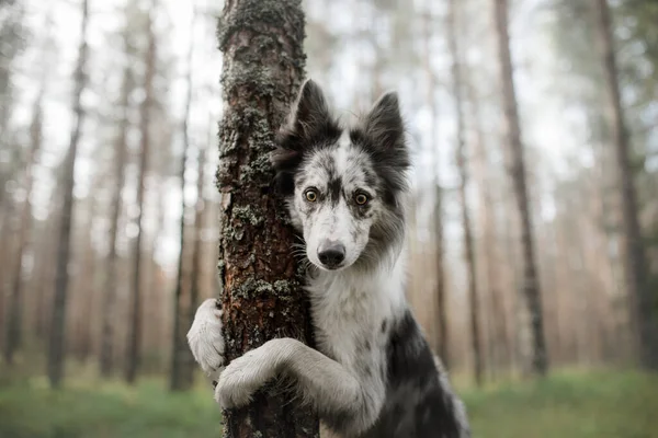 Cão na floresta. borda de mármore collie na natureza — Fotografia de Stock
