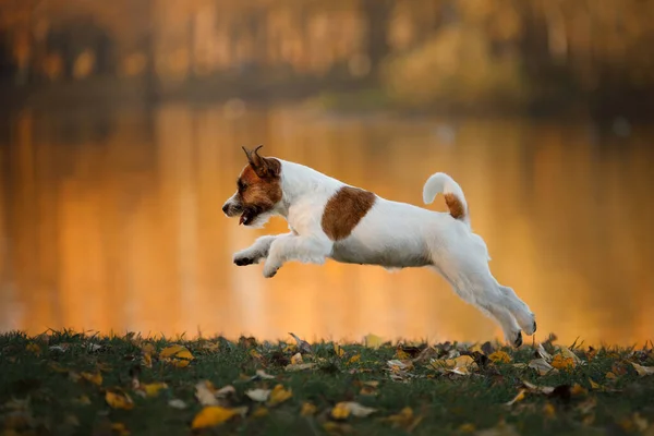 Cão em folhas amarelas. jack russell terrier na natureza no parque de outono — Fotografia de Stock