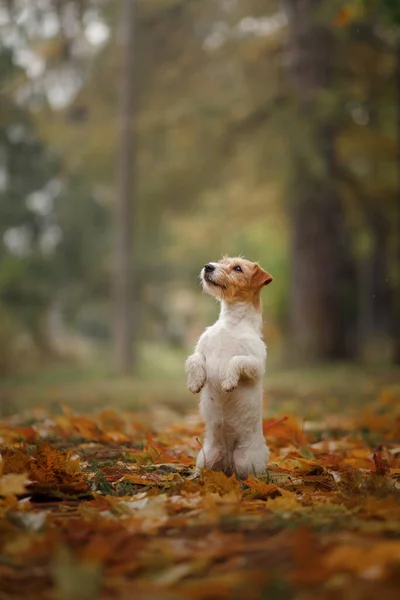 Hond in gele bladeren. Jack Russell terriër in de natuur in het najaar park — Stockfoto