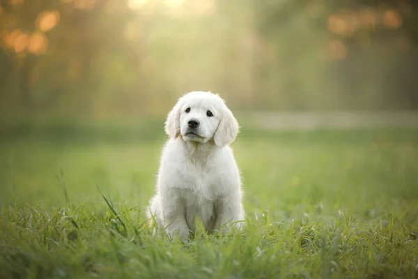 Золотистый ретривер щенок на траве. собака гуляет по парку — стоковое фото
