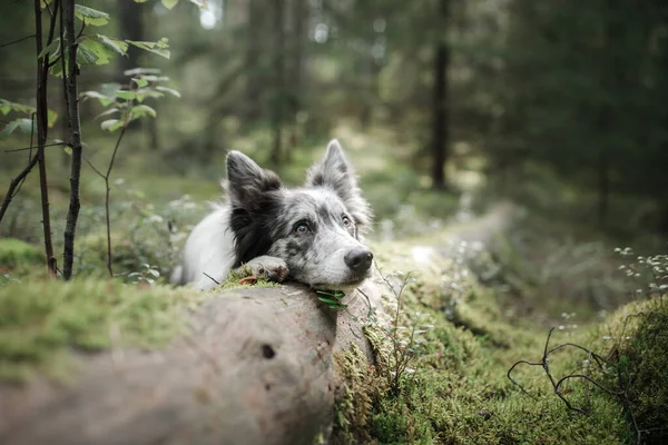 Chien dans la forêt. frontière de marbre collie dans la nature — Photo