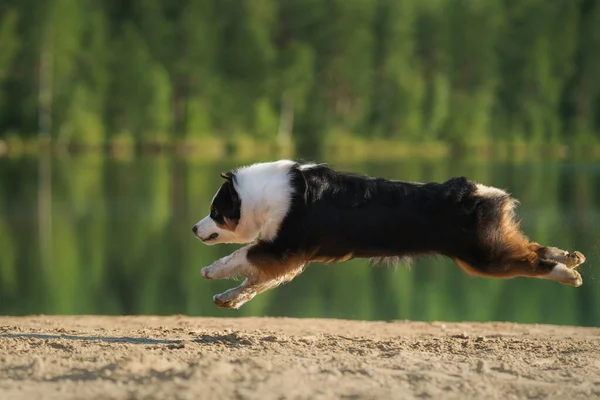 Dog jumps into the water. An active pet on the lake. Tricolor australian shepherd — Stock Photo, Image