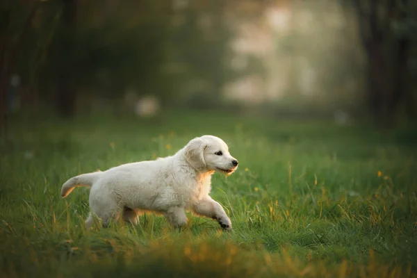 Golden Retriever köpeği çimlerin üzerinde. Köpek parkta yürüyor. — Stok fotoğraf