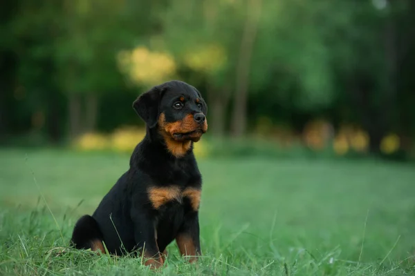 Rottweiler狗在自然界。一只小狗在草地上的肖像. — 图库照片
