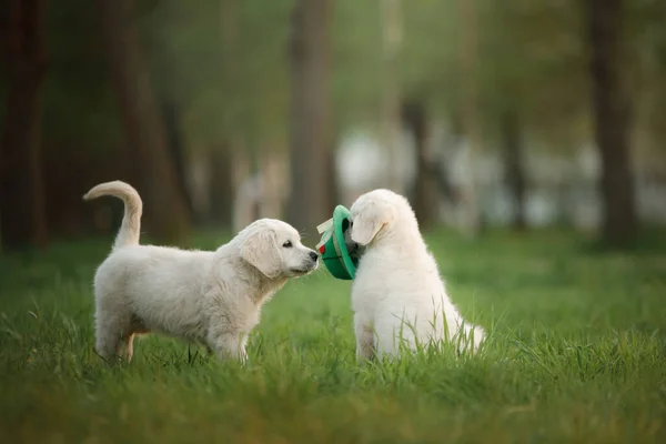 Golden Retriever Welpen auf dem Gras. Hundespaziergang im Park — Stockfoto