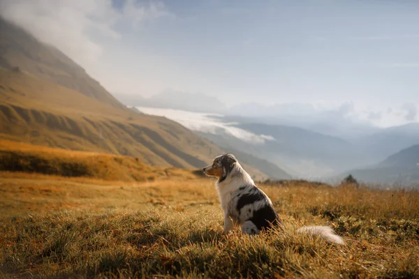 Собака в горах. мраморный австралийский пастух. — стоковое фото