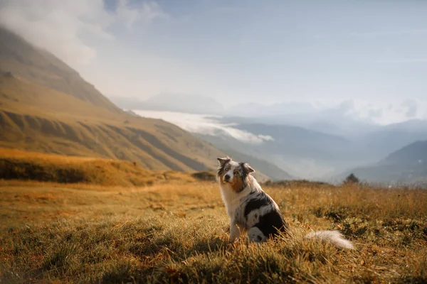 Hund in den Bergen. Marmorierter australischer Hirte in der Natur. — Stockfoto