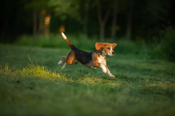 Dog in nature, in the park. Beagle puppy runs and plays. — Stock Photo, Image