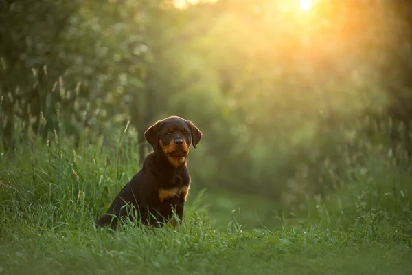 Rottweilerhund i naturen. porträtt av en valp på gräset. — Stockfoto