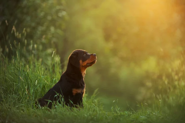 Perro Rottweiler en la naturaleza. retrato de un cachorro en la hierba. — Foto de Stock