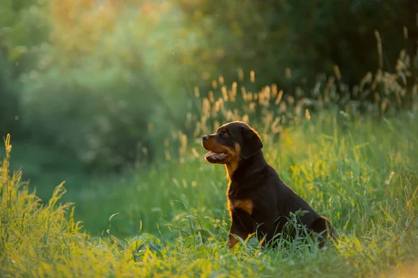 Anjing Rottweiler di alam. potret anak anjing di rumput. — Stok Foto