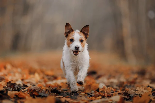 在黄叶中的狗。秋日公园里大自然中的杰克 · 鲁塞尔犬 — 图库照片