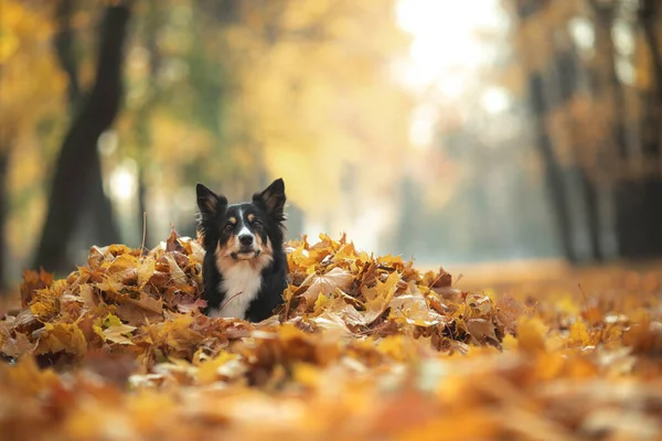 Pies w liściach w naturze. Collie przygraniczny w parku — Zdjęcie stockowe