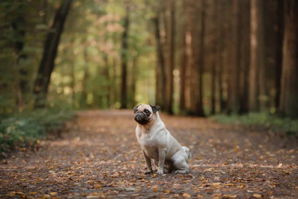 Cane in autunno in natura. piccolo carlino nel parco — Foto Stock